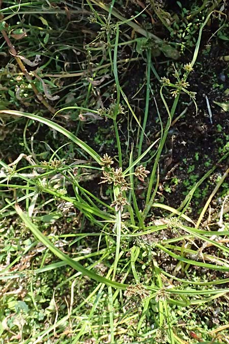 Cyperus pannonicus \ Salz-Zypergras / Pannonian Flatsedge, A St.  Andr&auml; 13.8.2025