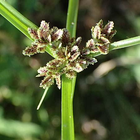 Cyperus pannonicus \ Salz-Zypergras / Pannonian Flatsedge, A St.  Andr&auml; 13.8.2025