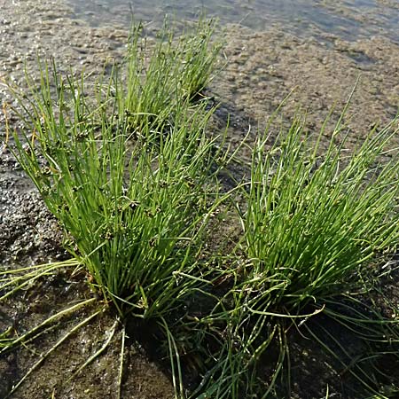 Cyperus pannonicus \ Salz-Zypergras / Pannonian Flatsedge, A St.  Andr&auml; 13.8.2025