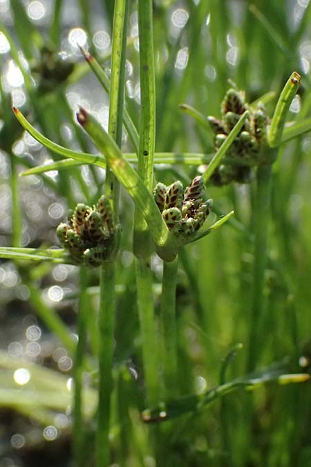 Cyperus pannonicus \ Salz-Zypergras / Pannonian Flatsedge, A St.  Andr&auml; 13.8.2025