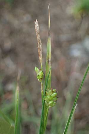 Carex pallescens \ Bleiche Segge / Pale Sedge, A Bad Leonfelden 11.6.2026