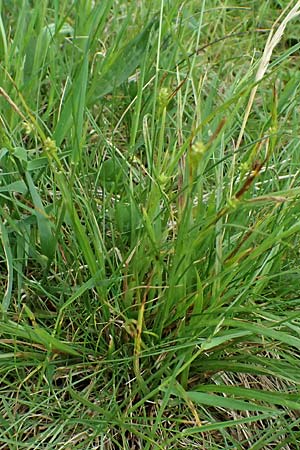 Carex pallescens \ Bleiche Segge / Pale Sedge, A Bad Leonfelden 11.6.2026
