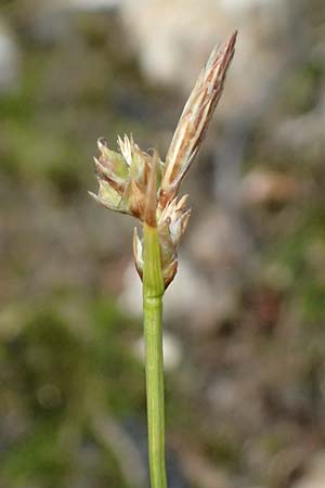 Carex pilulifera \ Pillen-Segge / Pill Sedge, A Bad Leonfelden 11.6.2026