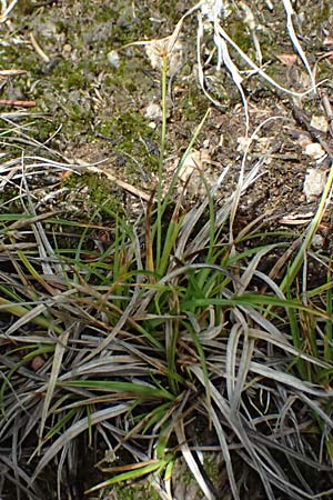 Carex pilulifera \ Pillen-Segge / Pill Sedge, A Bad Leonfelden 11.6.2026