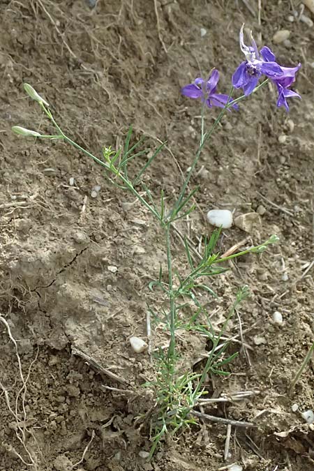 Delphinium consolida subsp. paniculatum \ Rispiger Acker-Rittersporn / Field Larkspur, A Hollabrunn 12.6.2026