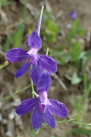 Delphinium consolida subsp. paniculatum \ Rispiger Acker-Rittersporn / Field Larkspur, A Hollabrunn 12.6.2026