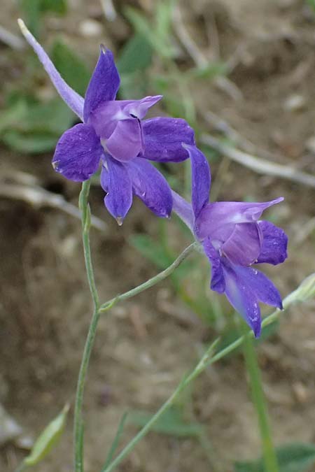 Delphinium consolida subsp. paniculatum \ Rispiger Acker-Rittersporn / Field Larkspur, A Hollabrunn 12.6.2026