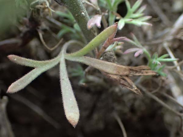 Delphinium consolida subsp. paniculatum \ Rispiger Acker-Rittersporn / Field Larkspur, A Hollabrunn 12.6.2026