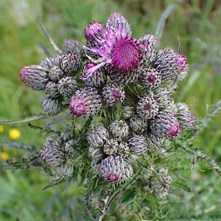 Cirsium palustre \ Sumpf-Kratzdistel / Marsh Thistle, A Steyersberger Schwaig 14.6.2026