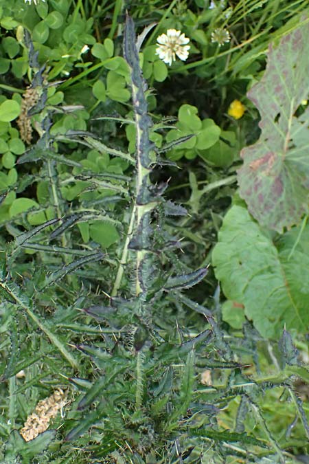 Cirsium palustre \ Sumpf-Kratzdistel / Marsh Thistle, A Steyersberger Schwaig 14.6.2026