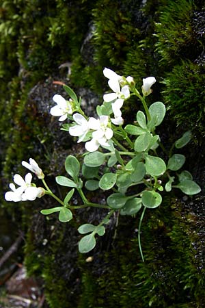 Cardamine resedifolia \ Resedenblttriges Schaumkraut / Mignonette-Leaved Bitter-Cress, A Malta - Tal / Valley 7.6.2008