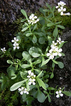 Cardamine resedifolia \ Resedenblttriges Schaumkraut / Mignonette-Leaved Bitter-Cress, A Malta - Tal / Valley 7.6.2008