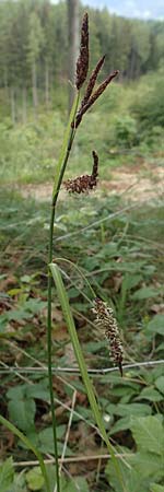 Carex flacca \ Blaugrne Segge / Blue Sedge, Carnation Grass, A Kärnten/Carinthia, St. Paul im Lavanttal 16.5.2016
