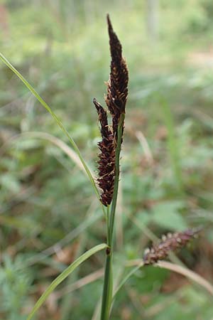 Carex flacca \ Blaugrne Segge / Blue Sedge, Carnation Grass, A Kärnten/Carinthia, St. Paul im Lavanttal 16.5.2016