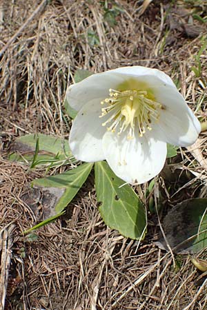 Helleborus niger \ Christrose, Schneerose / Christmas Rose, A Kärnten/Carinthia, Hochstuhl 17.5.2016
