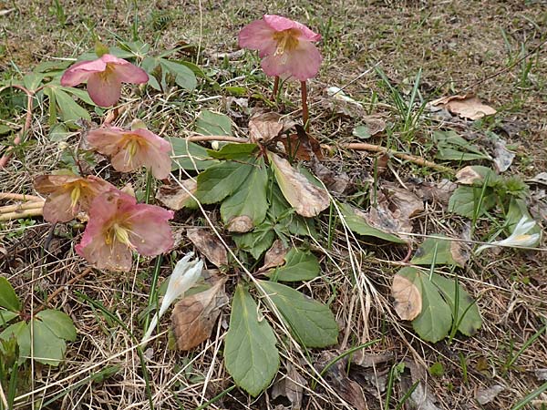 Helleborus niger \ Christrose, Schneerose / Christmas Rose, A Kärnten/Carinthia, Hochobir 19.5.2016