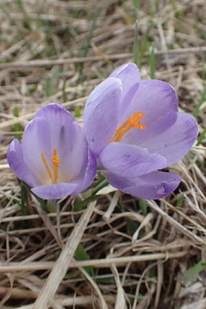 Crocus vernus \ Frhlings-Krokus / Spring Crocus, A Kärnten/Carinthia, Koralpe 21.5.2016