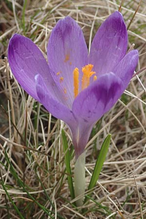 Crocus vernus \ Frhlings-Krokus / Spring Crocus, A Kärnten/Carinthia, Koralpe 21.5.2016