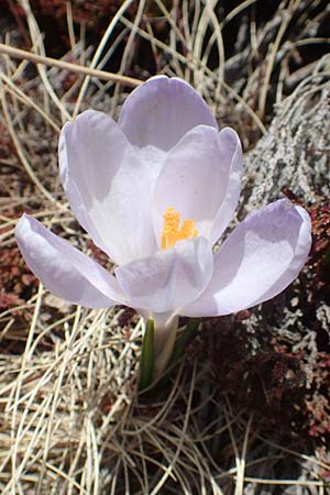 Crocus vernus \ Frhlings-Krokus / Spring Crocus, A Kärnten/Carinthia, Koralpe 21.5.2016