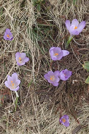 Crocus vernus \ Frhlings-Krokus / Spring Crocus, A Kärnten/Carinthia, Koralpe 21.5.2016