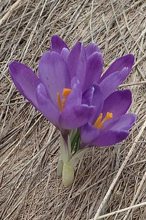 Crocus vernus \ Frhlings-Krokus / Spring Crocus, A Kärnten/Carinthia, Koralpe 21.5.2016