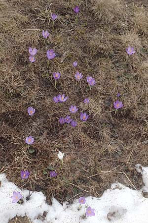 Crocus vernus \ Frhlings-Krokus / Spring Crocus, A Kärnten/Carinthia, Koralpe 21.5.2016