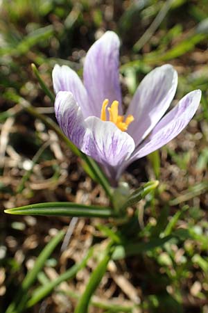 Crocus albiflorus \ Alpen-Krokus / Spring Crocus, A Namlos 1.5.2019