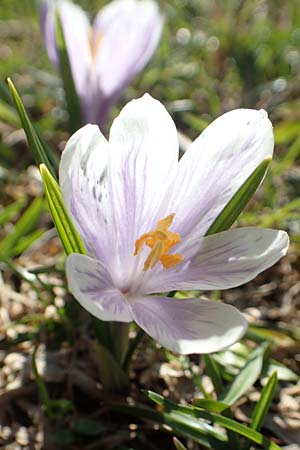 Crocus albiflorus \ Alpen-Krokus / Spring Crocus, A Namlos 1.5.2019