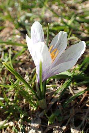 Crocus albiflorus \ Alpen-Krokus / Spring Crocus, A Namlos 1.5.2019