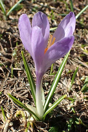 Crocus albiflorus \ Alpen-Krokus / Spring Crocus, A Namlos 1.5.2019