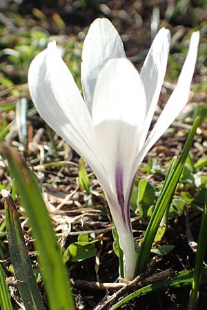 Crocus albiflorus \ Alpen-Krokus / Spring Crocus, A Namlos 1.5.2019