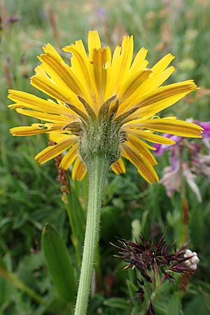 Leontodon hispidus \ Rauer Lwenzahn, Steifhaariges Milchkraut / Rough Hawkbit, A Trenchtling 3.7.2019