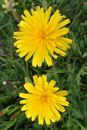 Leontodon hispidus \ Rauer Lwenzahn, Steifhaariges Milchkraut / Rough Hawkbit, A Trenchtling 3.7.2019