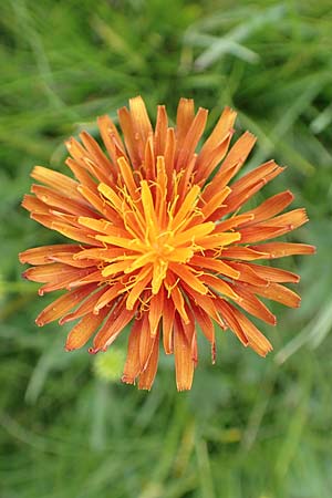 Crepis aurea \ Gold-Pippau / Golden Hawk's-Beard, A Osttirol, Golzentipp 12.7.2019