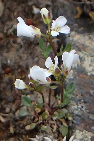 Cardamine resedifolia \ Resedenblttriges Schaumkraut / Mignonette-Leaved Bitter-Cress, A Wölzer Tauern, Hoher Zinken 26.6.2021