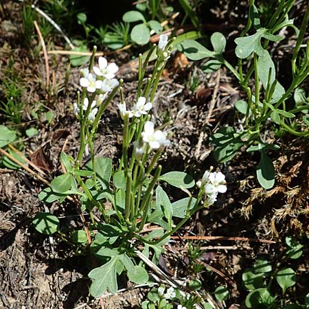 Cardamine resedifolia \ Resedenblttriges Schaumkraut / Mignonette-Leaved Bitter-Cress, A Seetaler Alpen, Zirbitzkogel 28.6.2021