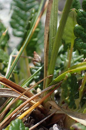 Carex rupestris \ Felsen-Segge / Rock Sedge, A Wölzer Tauern, Kleiner Zinken 24.7.2021