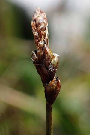 Carex rupestris \ Felsen-Segge / Rock Sedge, A Wölzer Tauern, Kleiner Zinken 24.7.2021