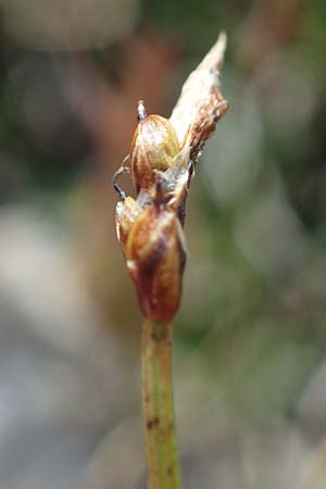 Carex rupestris \ Felsen-Segge / Rock Sedge, A Wölzer Tauern, Kleiner Zinken 24.7.2021