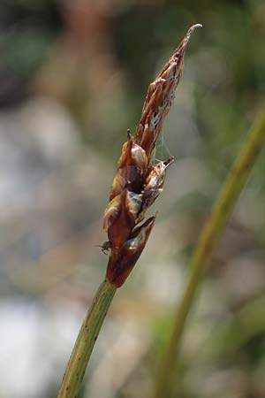 Carex rupestris \ Felsen-Segge / Rock Sedge, A Wölzer Tauern, Kleiner Zinken 24.7.2021