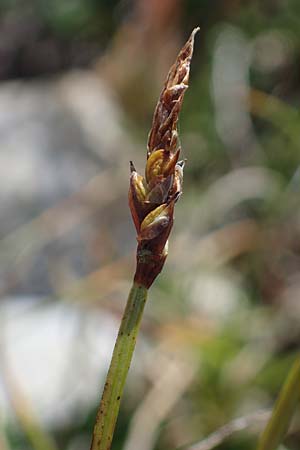 Carex rupestris \ Felsen-Segge / Rock Sedge, A Wölzer Tauern, Kleiner Zinken 24.7.2021