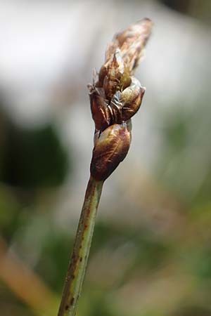 Carex rupestris \ Felsen-Segge / Rock Sedge, A Wölzer Tauern, Kleiner Zinken 24.7.2021