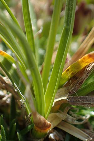 Carex rupestris \ Felsen-Segge / Rock Sedge, A Wölzer Tauern, Kleiner Zinken 24.7.2021