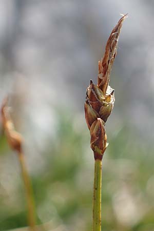Carex rupestris \ Felsen-Segge / Rock Sedge, A Wölzer Tauern, Kleiner Zinken 24.7.2021