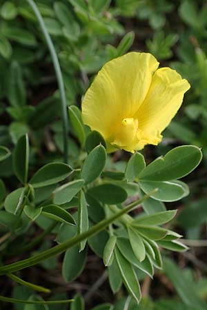 Cytisus ratisbonensis \ Regensburger Zwergginster / Regensburg Broom, A Perchtoldsdorf 7.5.2022