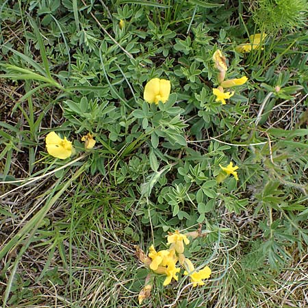 Cytisus ratisbonensis \ Regensburger Zwergginster / Regensburg Broom, A Perchtoldsdorf 7.5.2022