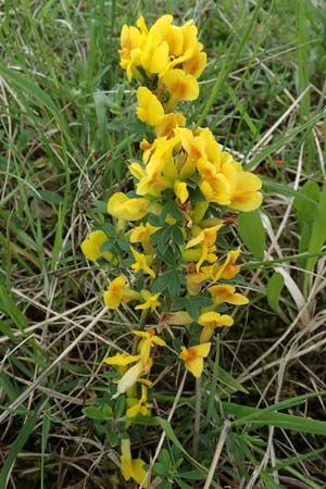 Cytisus ratisbonensis \ Regensburger Zwergginster / Regensburg Broom, A Perchtoldsdorf 7.5.2022