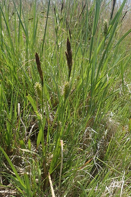 Carex riparia \ Ufer-Segge / Great Pond Sedge, A Seewinkel, Podersdorf 10.5.2022
