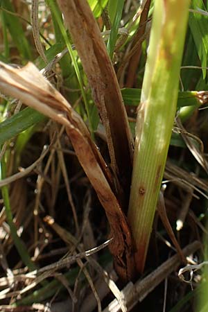 Carex riparia \ Ufer-Segge / Great Pond Sedge, A Seewinkel, Podersdorf 10.5.2022