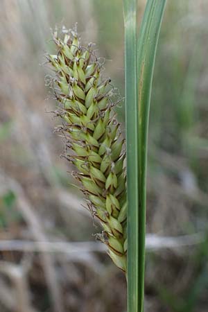 Carex riparia \ Ufer-Segge / Great Pond Sedge, A Seewinkel, Apetlon 12.5.2022